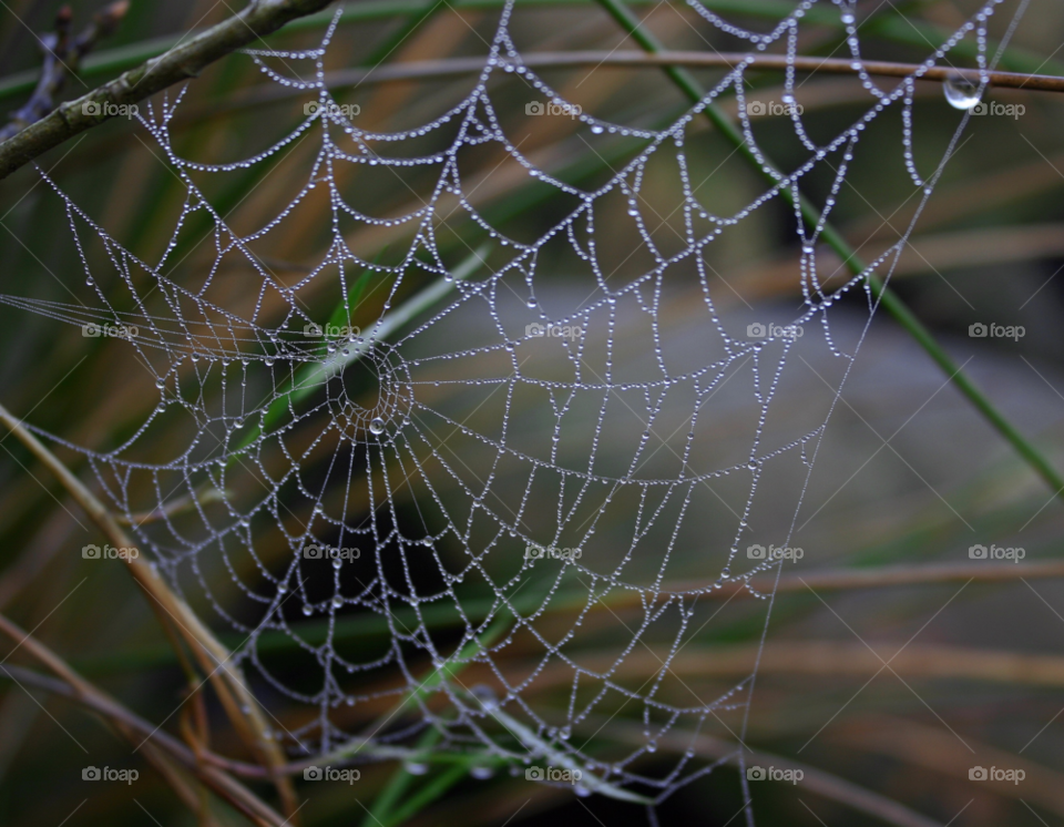 water dew web spider by Wilson100