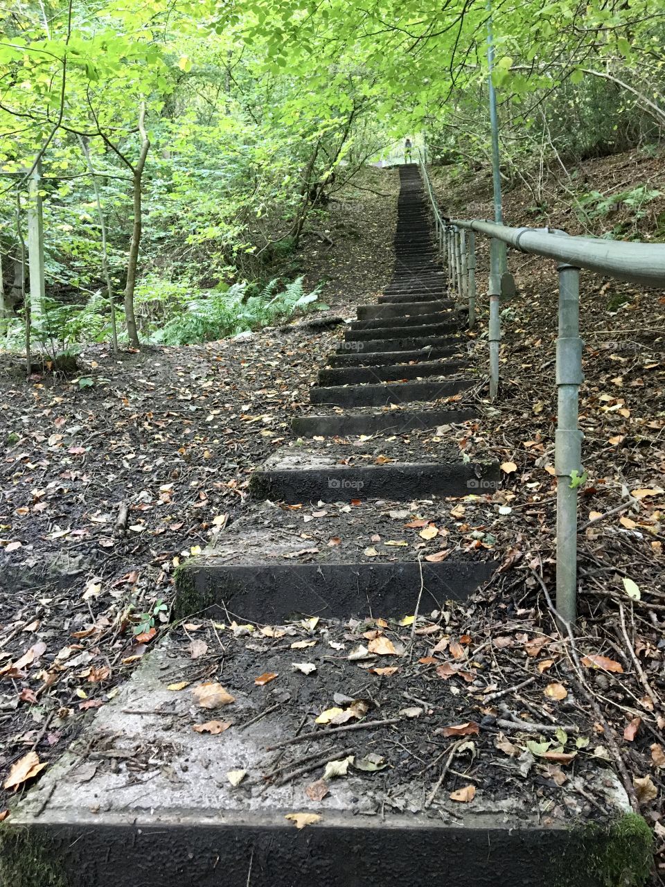 A very long set of steps in the woods ... worth the climb to see the beautiful countryside views from the top ... this shot was taken at the midway point !