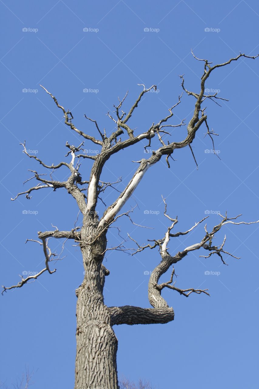 Dry Tree