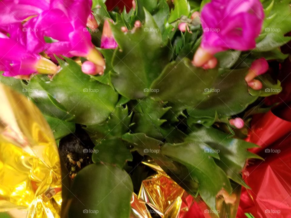 floral christmas cactus pink