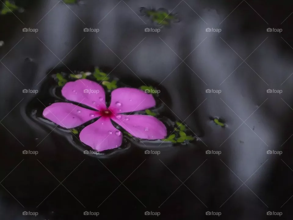 Flower