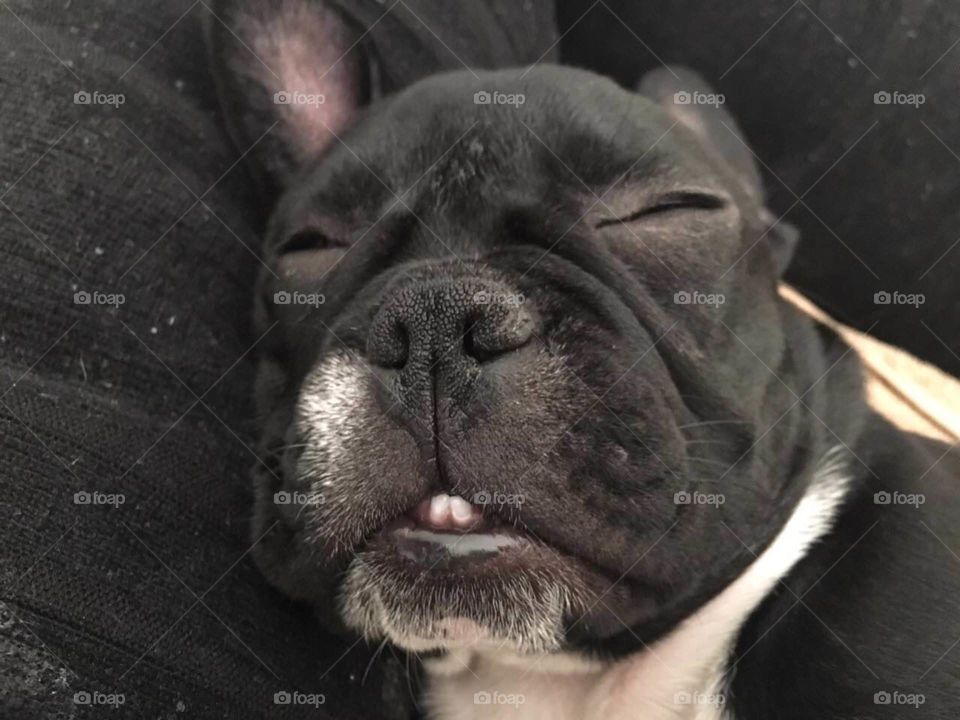 Frenchbuldog sleepy puppy