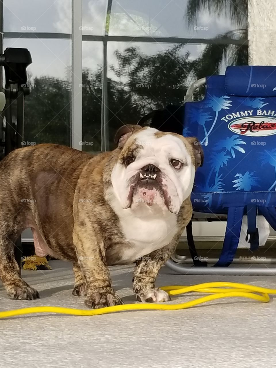 Winston the bulldog watching the back yard being mowed
