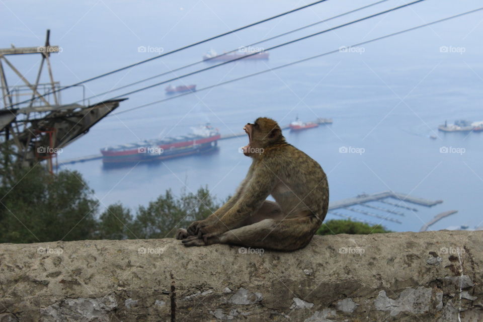 Monkey eating a boat. Gibraltar 