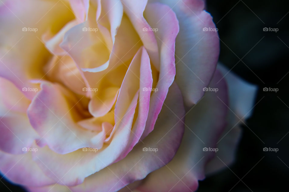 Multicolored rose closeup