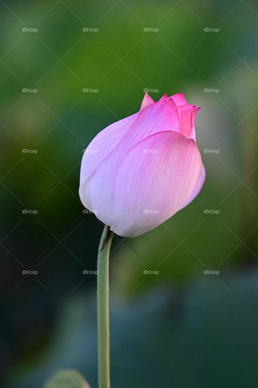 The Blossom Flower 