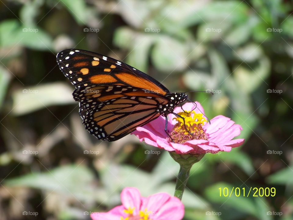 Butterfly on pink flower