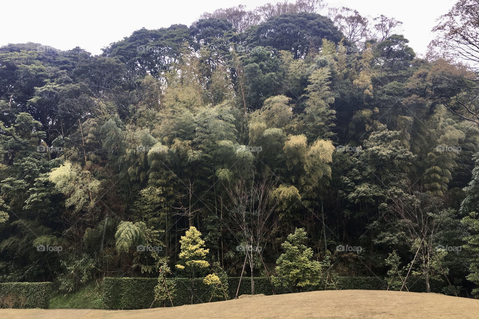 Bamboo and various trees along the path to the museum