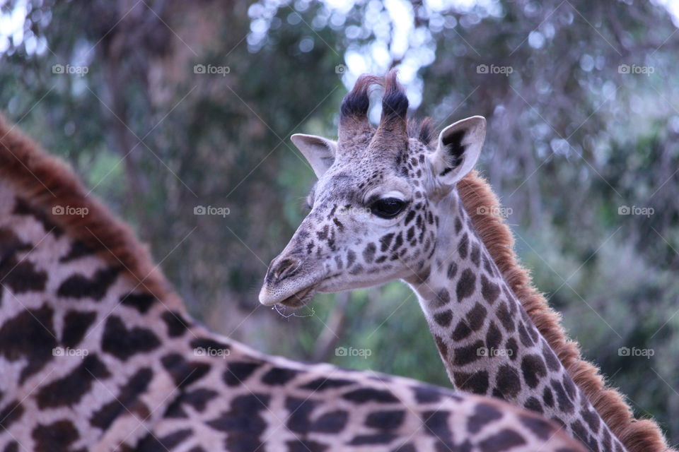 Close-up of giraffe