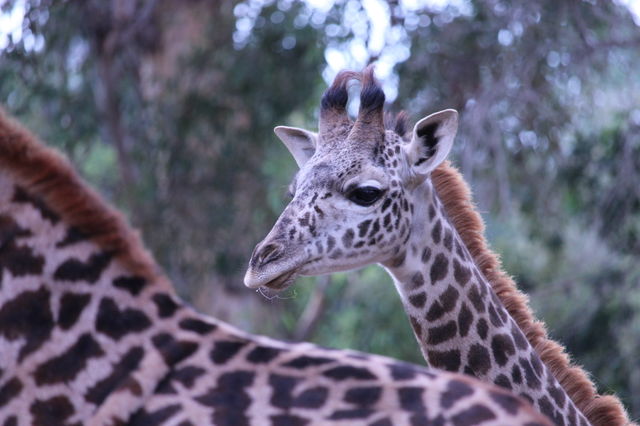 Close-up of giraffe