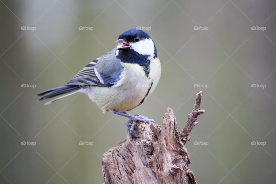 Great titmouse
