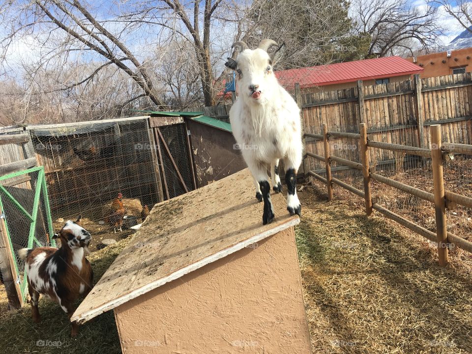 My silly goat