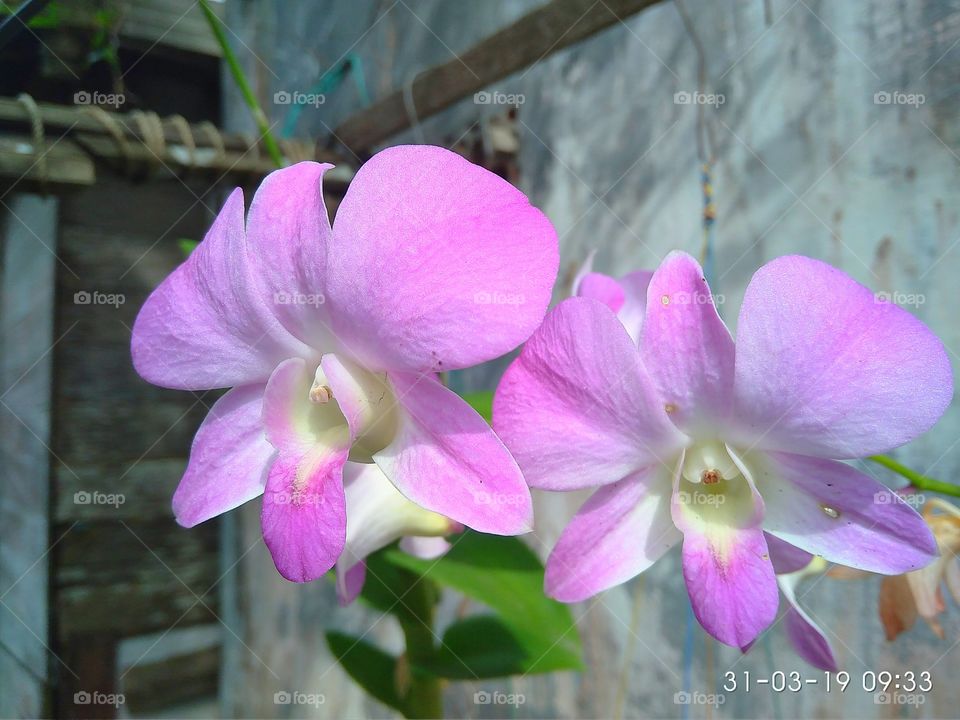 Pink Orchid Plowers