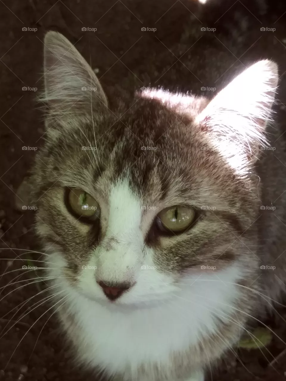 handsome cat