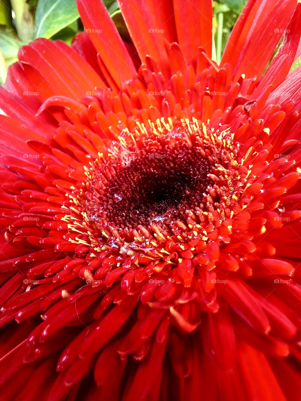 red flowers