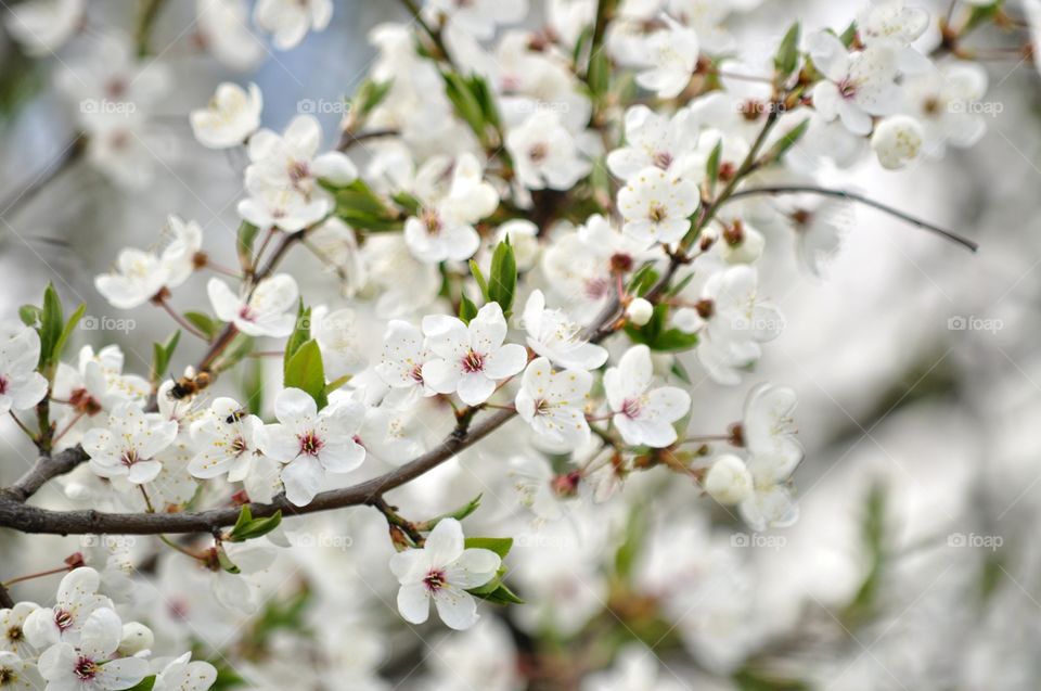 Cherry, Flower, Nature, Branch, Tree