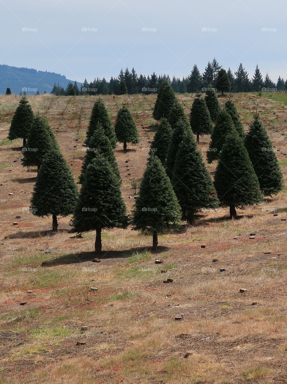 Perfectly shaped trees growing on a hill at a Christmas Tree Farm in Western Oregon during the spring. 