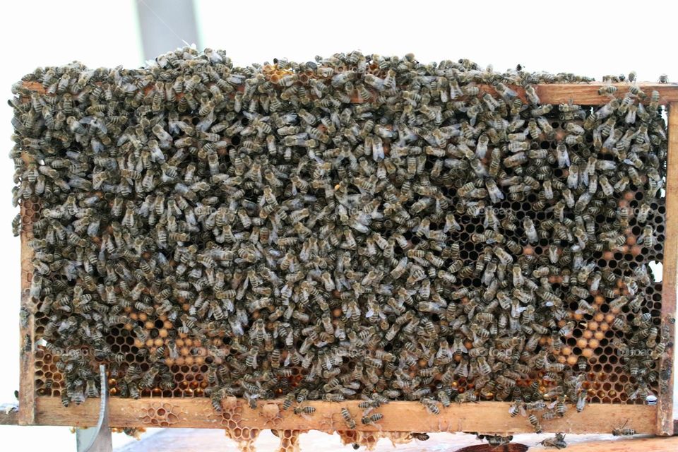 Birds& Bees- Nature in Motion