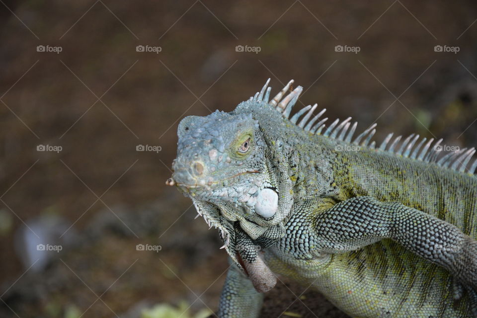 Iguana 