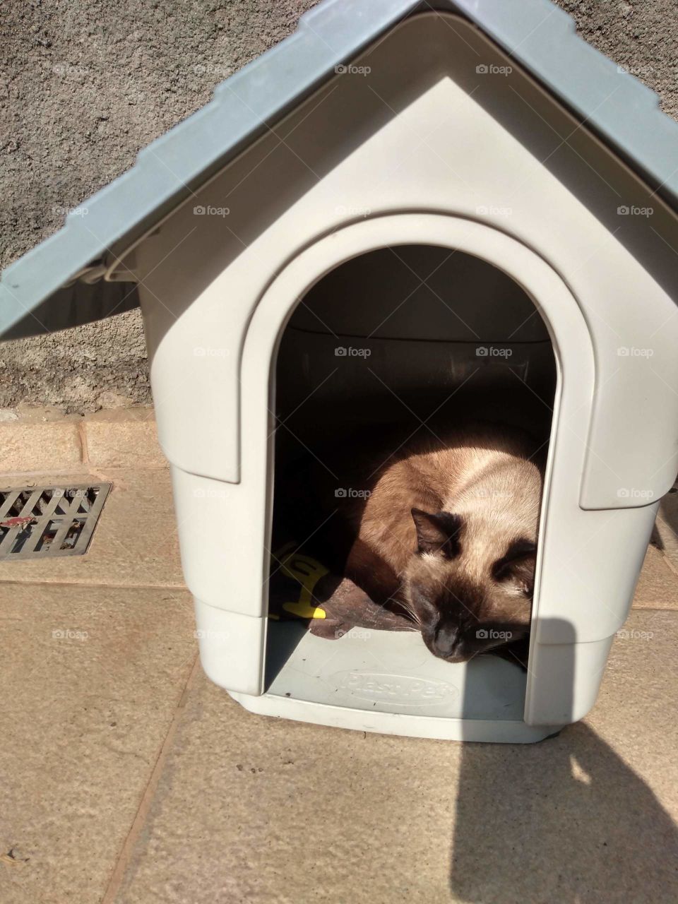 casa cachorro com gato