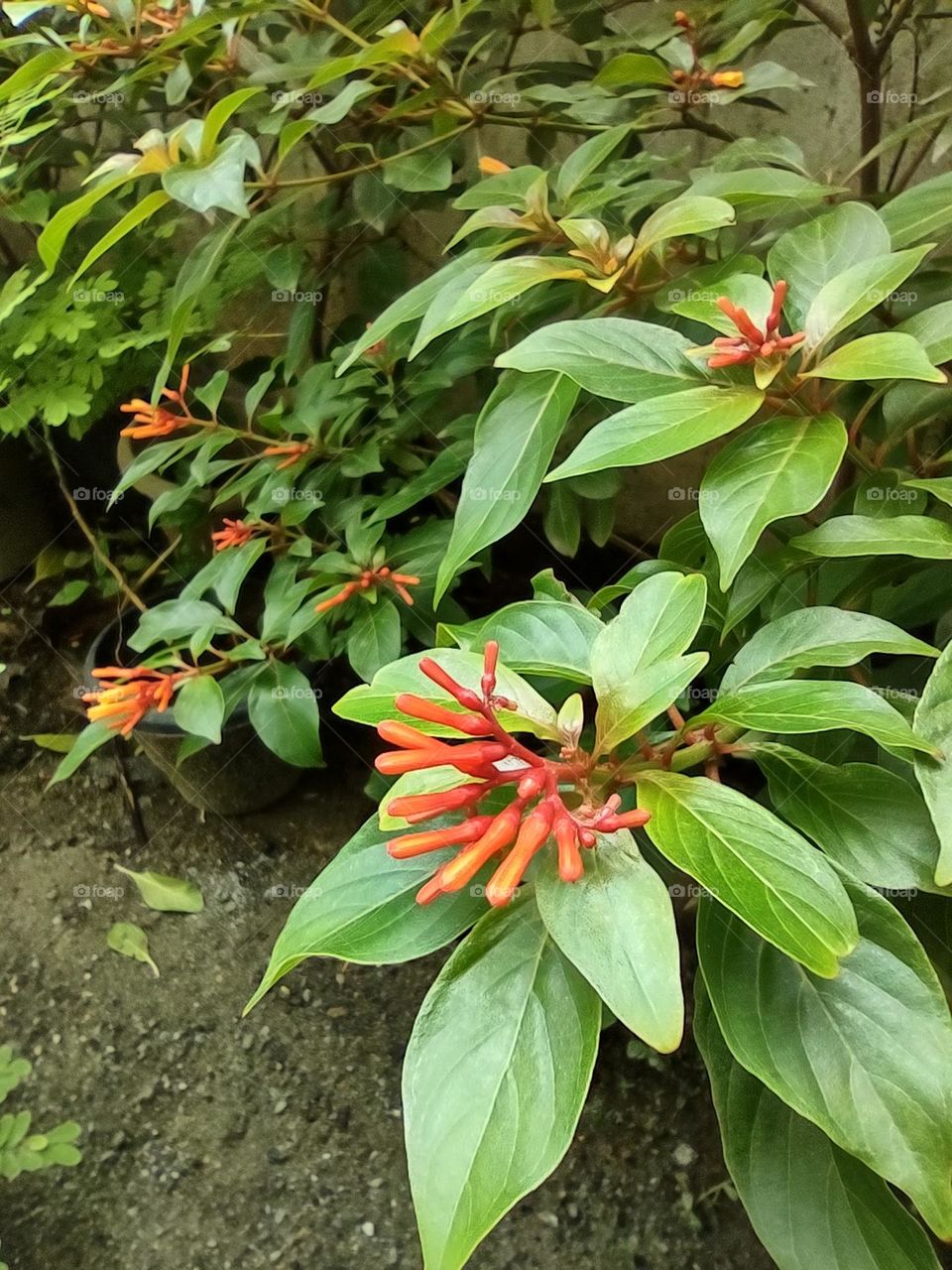 Just a cute click of my garden🥰🥰