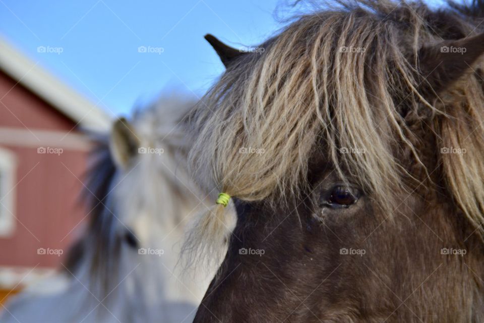Close-up of a horses