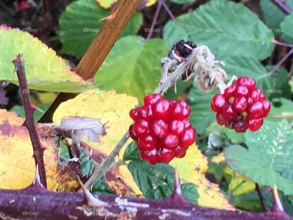 Blackberry  in autumn