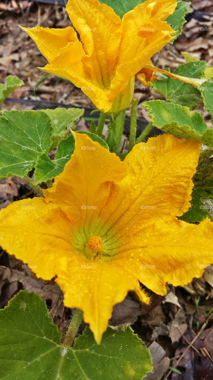 Squash Blossoms. Vegetable Garden