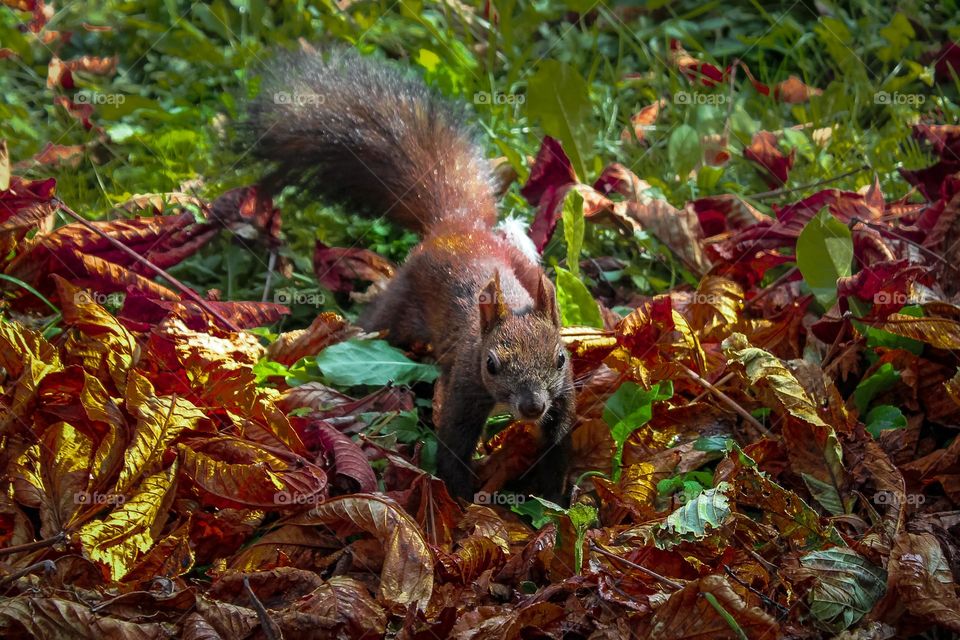 Squirrel - animal portrait in the autumn