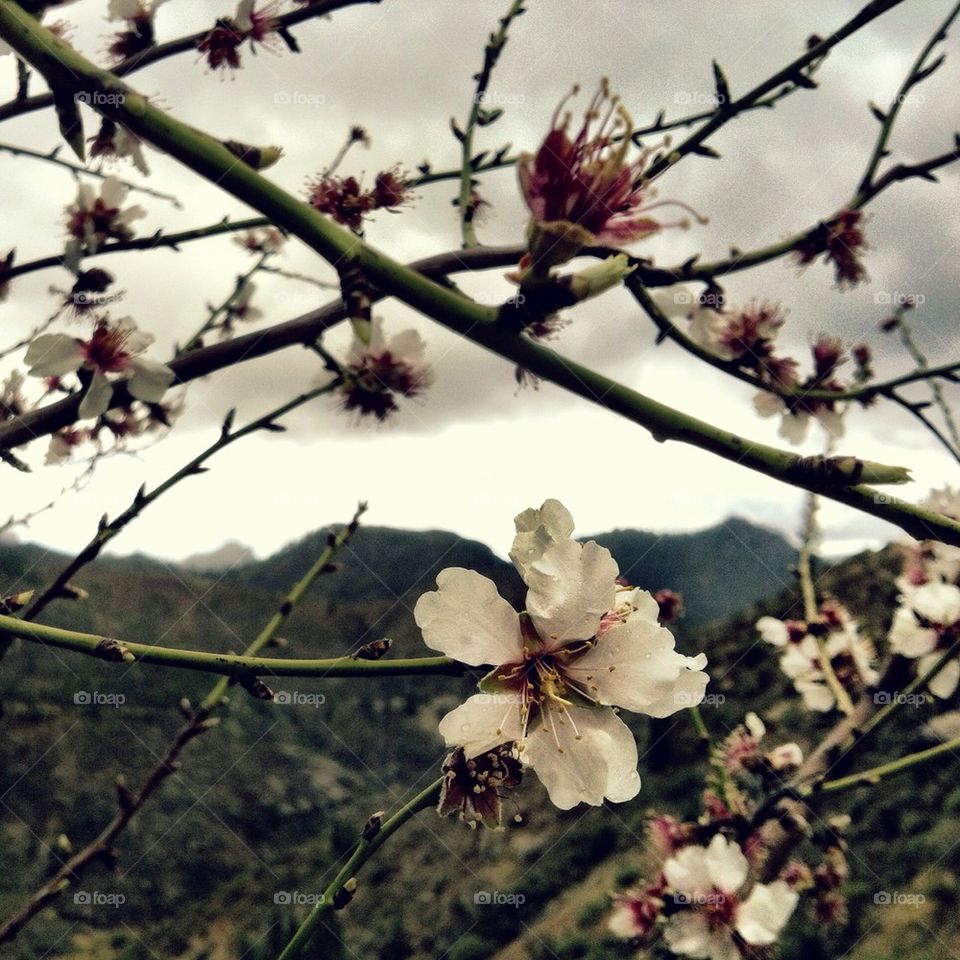 nature flower tree blossom by rebelf