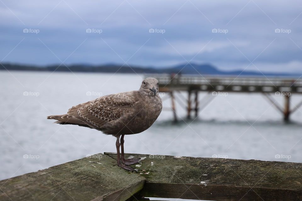 Seagull on a dock