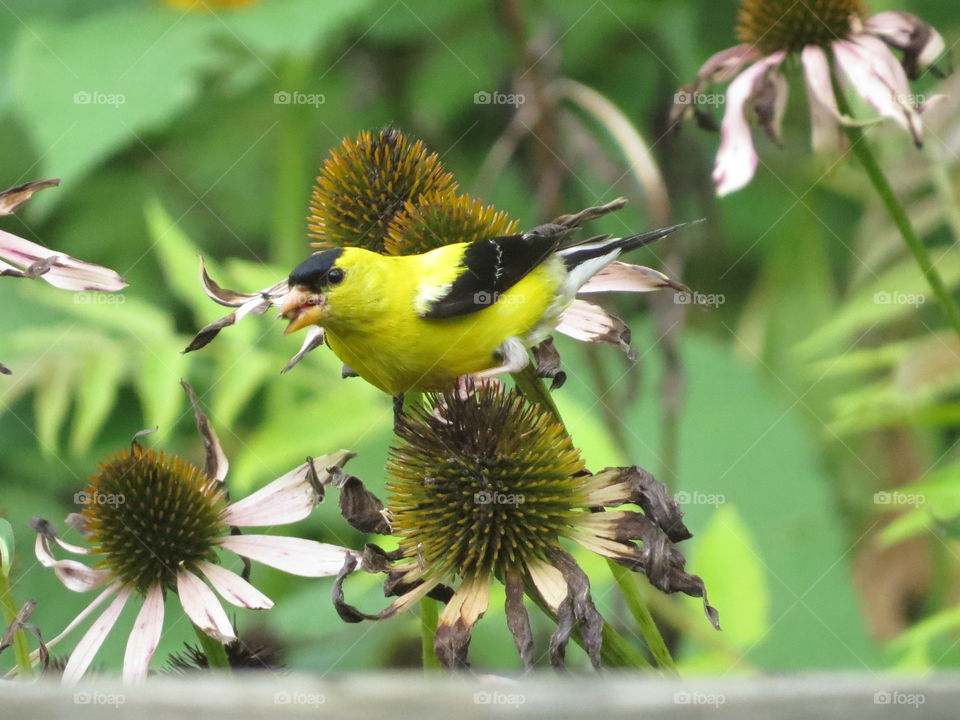 Goldfinch on an Echinacea.