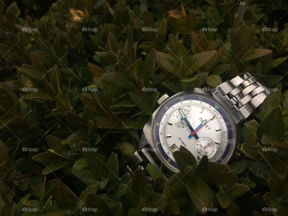 Wristwatch on the bush