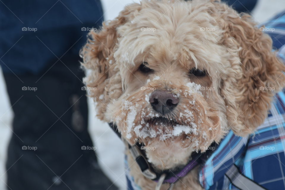 snow dog