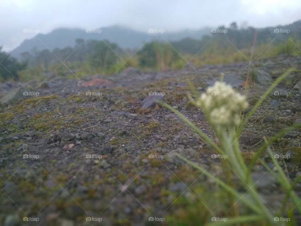 Javanese edelweiss