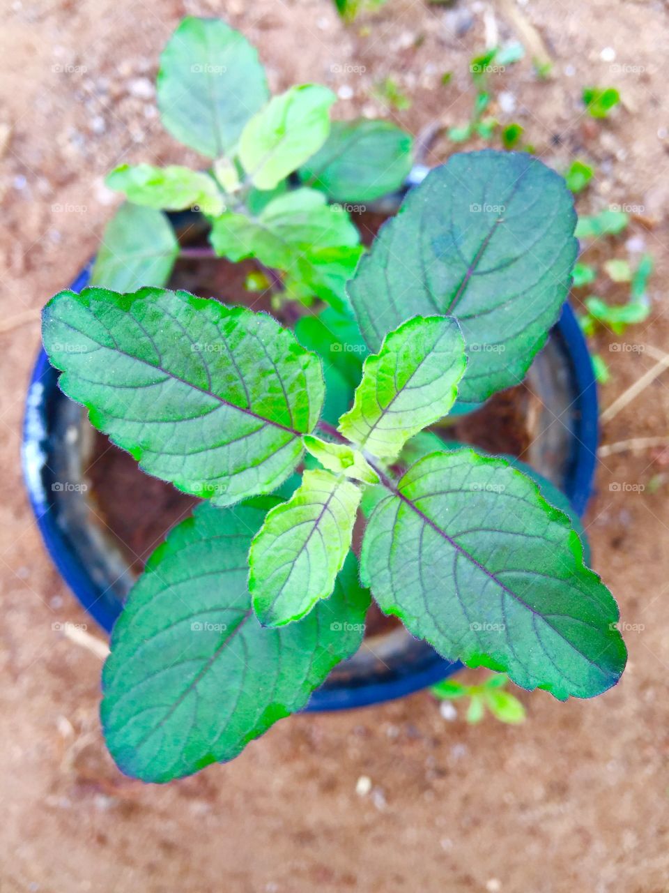 Very nice in Sri Lankan natural please ..