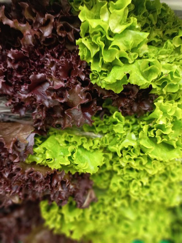 Alface Frisada roxa  tem sabor suave e textura macia. É ideal para decorar pratos. Alface crespa verde suas folhas são ricas em vitama A  que ajuda a reduzir o risco de câncer de boca e câncer de pulmão.