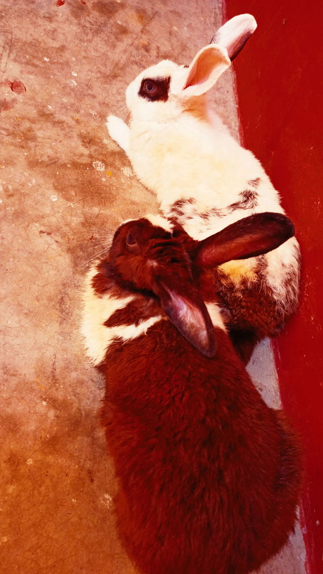 Rabbit India