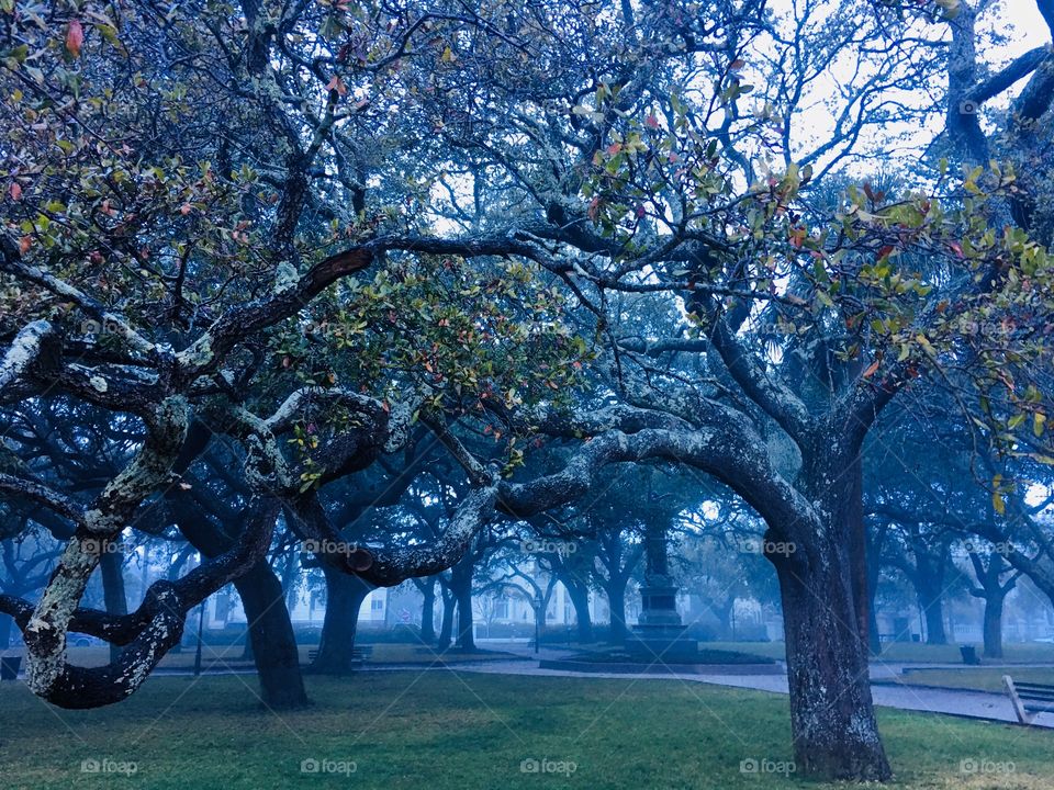 Oaks in the Battery Park, Charleston SC