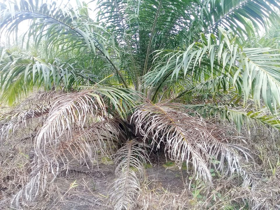 boron deficiency (B) charactherictic of wrinkled leaves,fising line,young branches are shortened