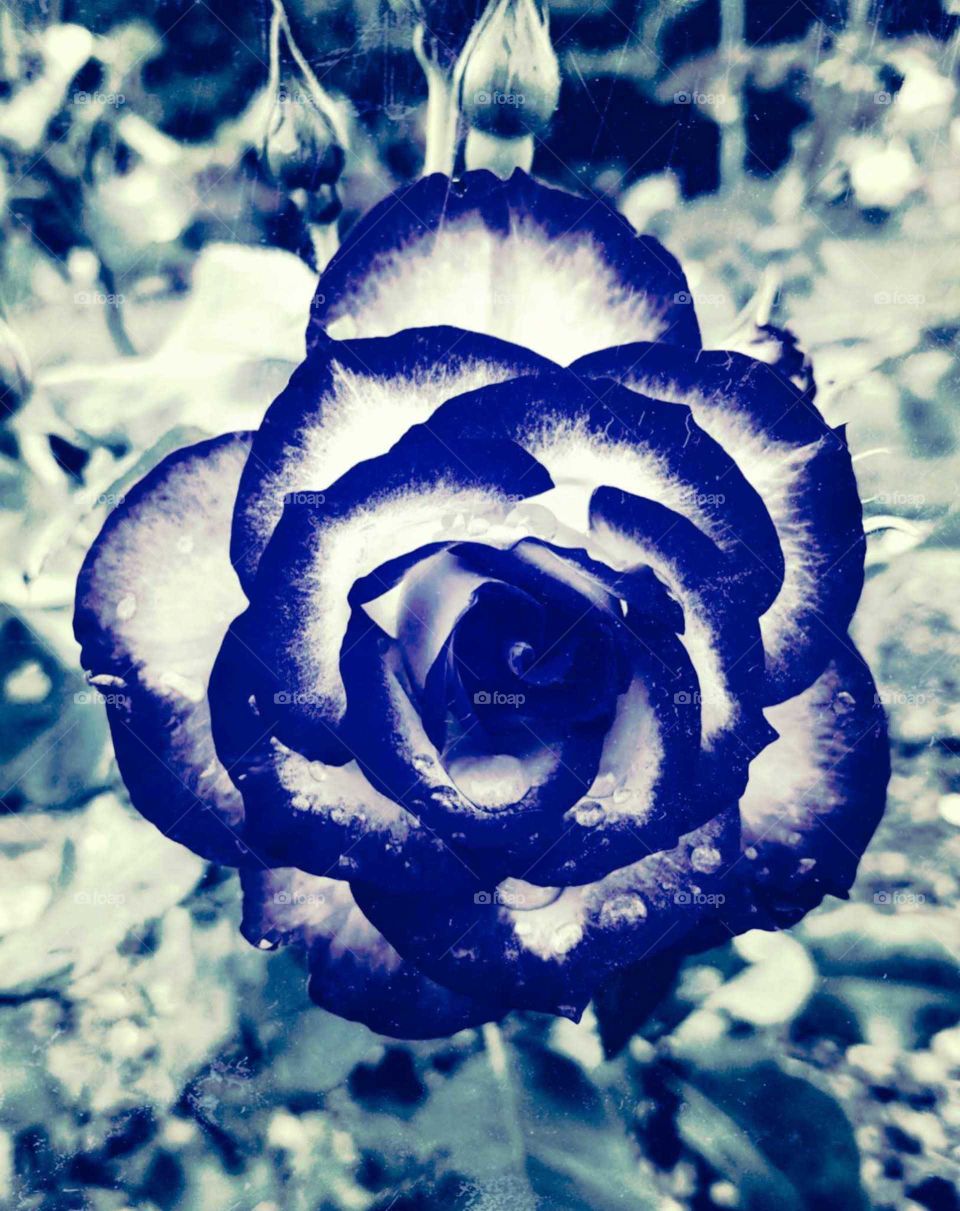 A beautiful rose created by myself. Stand out flower with two tones. captured in our rose garden in Napier.