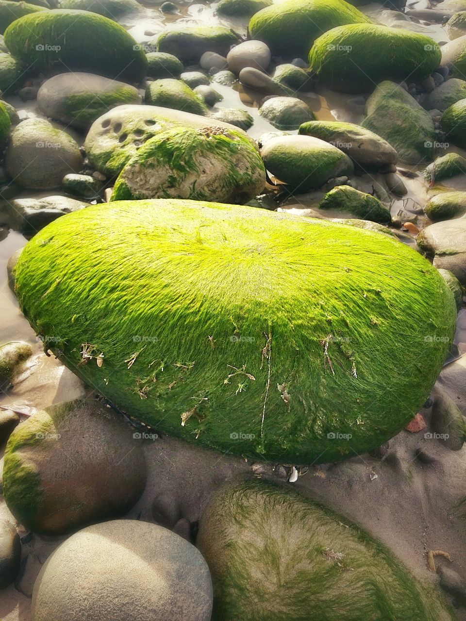 Ocean Green. Love all the wonderful things you can find on the beach