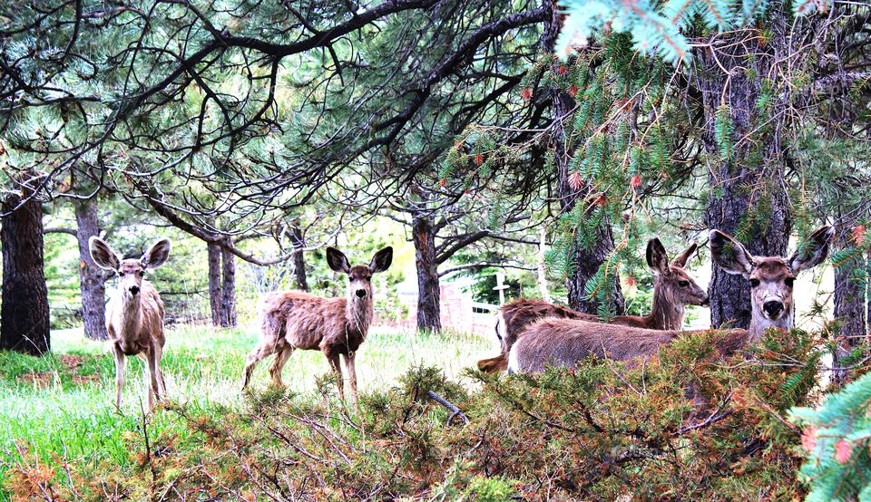 oh deer, Colorado