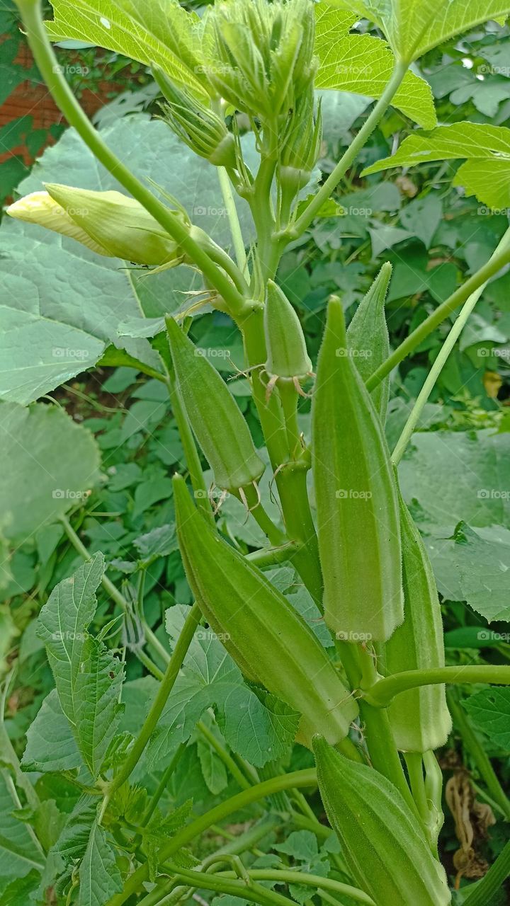 Backyard grown okra