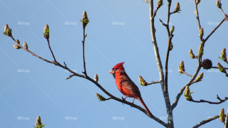 Male Cardinal in the Sweet Gum tree