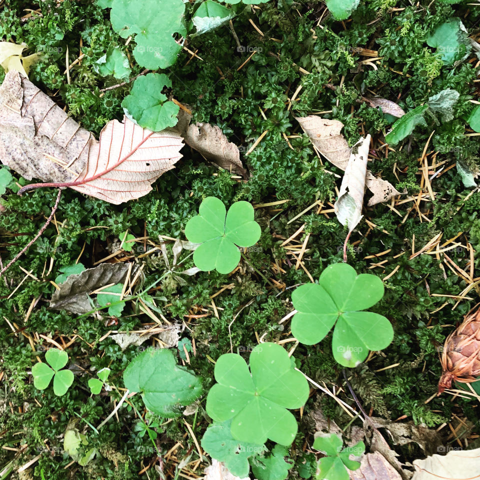 Clover in fall