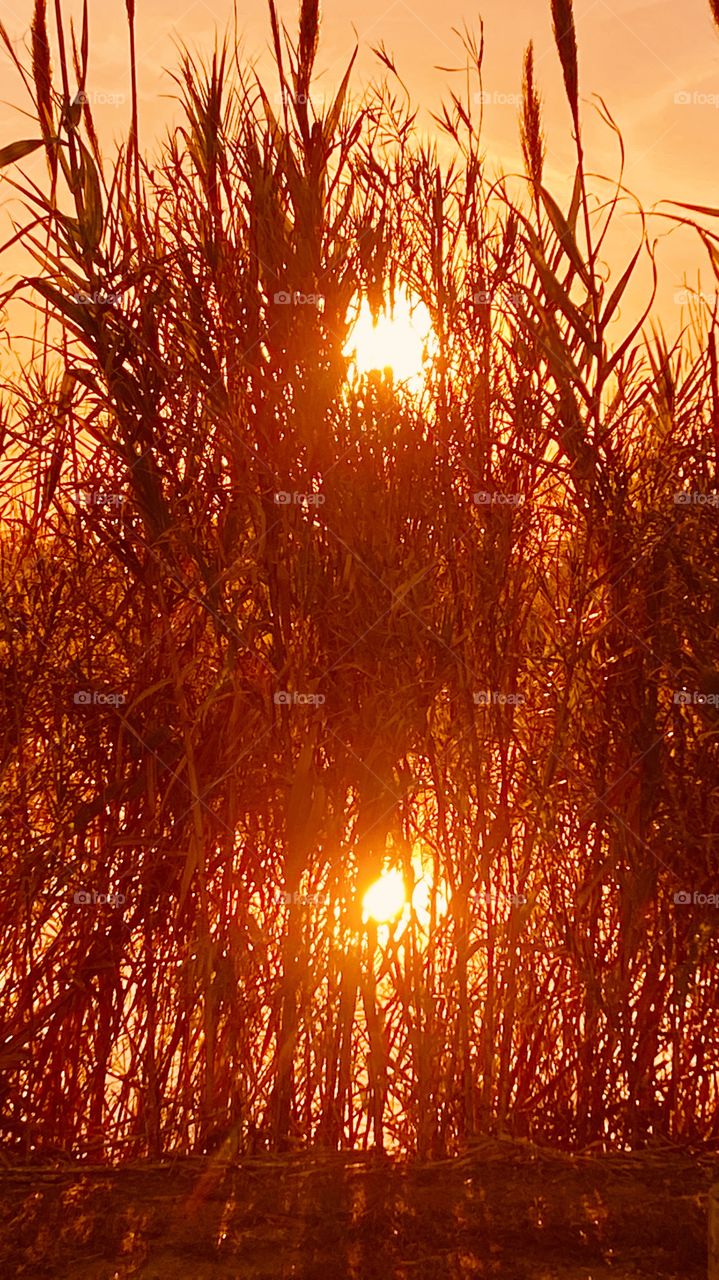 CatTails have bloomed during the chilly Night Temps. The Evening Sun Powers it way through the Grassy Reeds to Produce Rays of gleaming Sparkles of Light.