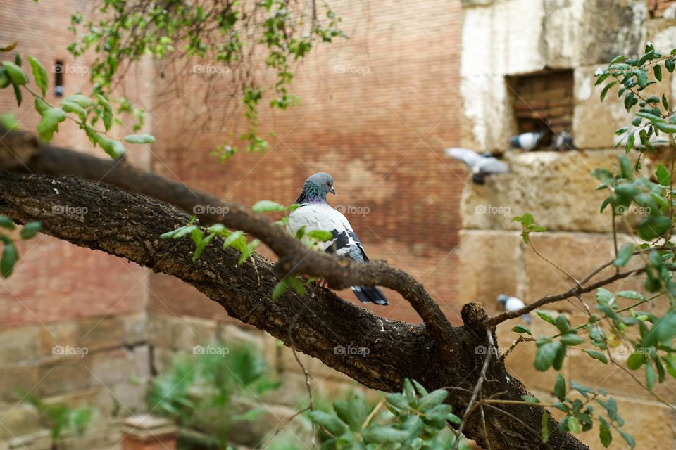 Bird perching on tree branch