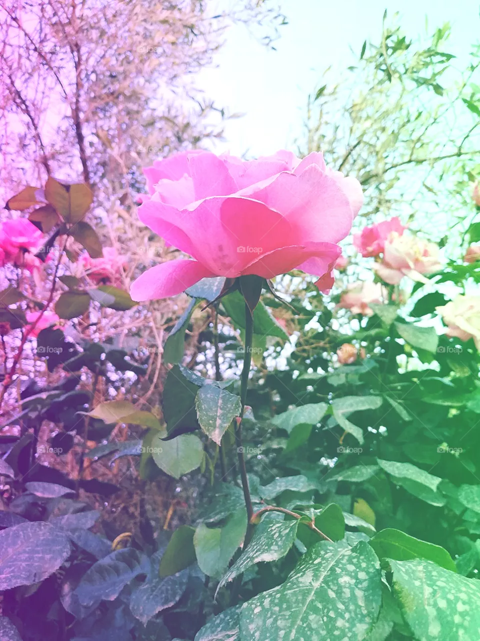 pink rose