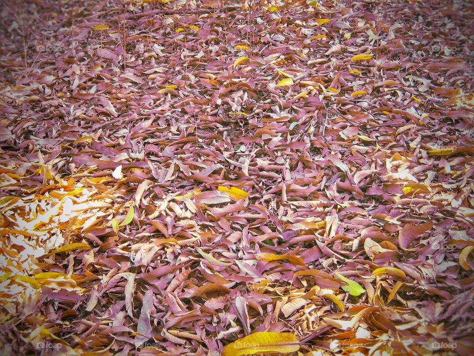 folhas secas